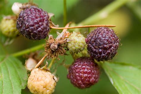 Western Blackcap Or Black Raspberry Rubus Leucodermis