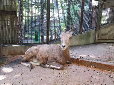 大人のなかまいり ～ソラの場合～オオきなツノのヒツジの日記｜ブログ金沢動物園公式サイト｜公益財団法人 横浜市緑の協会