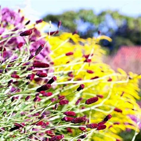 Gradina Bijoux Sanguisorba Tenuifolia Purpurea