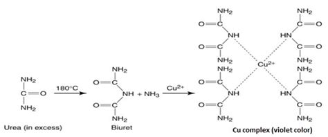 Biuret Reaction Online Biochemistry Notes