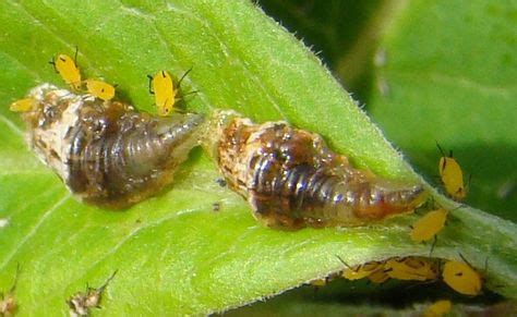 17 Horse fly larvae ideas | horse fly, larvae, flying