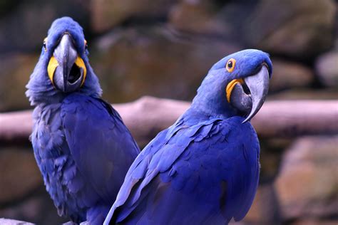 Hyacinth Macaw Photos, Download The BEST Free Hyacinth Macaw Stock Photos & HD Images