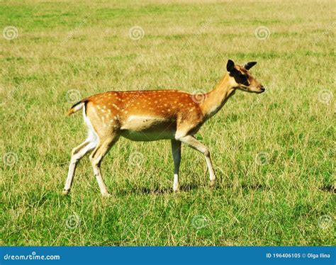 The Female Deer Stock Image Image Of Female Summer 196406105