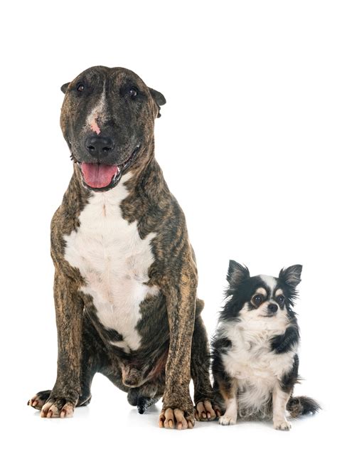 bull terrier chihuahua