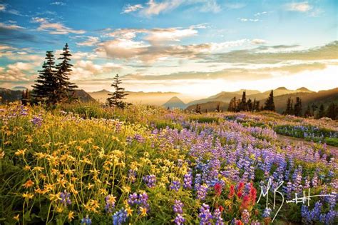 🔥 40 Mount Rainier Meadow Flowers Wallpapers Wallpapersafari