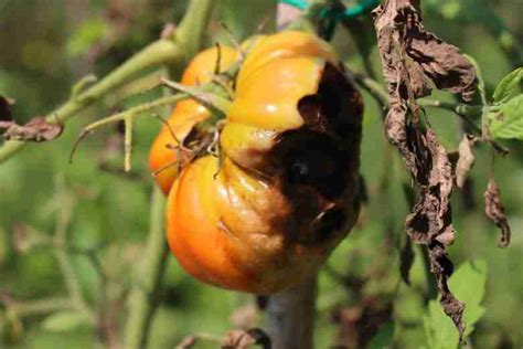 Le Malattie Dei Pomodori Cause E Consigli Per La Prevenzione