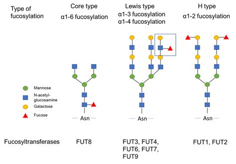 Fucosylation and fucosyltransferases Three types of fucosylation α1 2