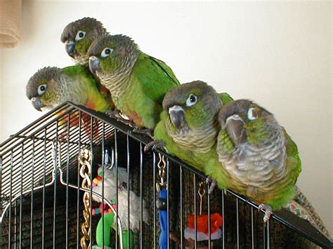 Green-Cheeked Conure Facts, Habitat, Diet, Adaptations, Pictures