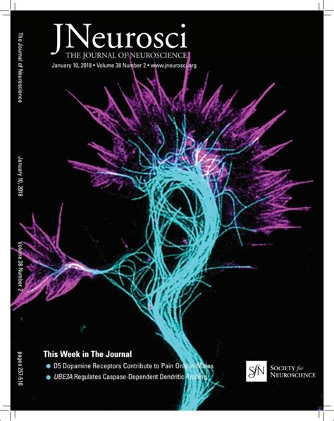 Biswas And Kalil Illustrate The Cover Of The Journal Of Neuroscience Department Of