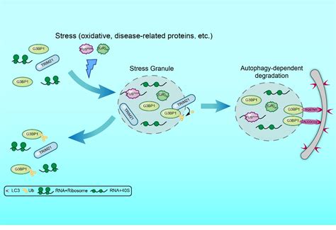 Protein Quality Control Regulates Stress Granule Homeostasis