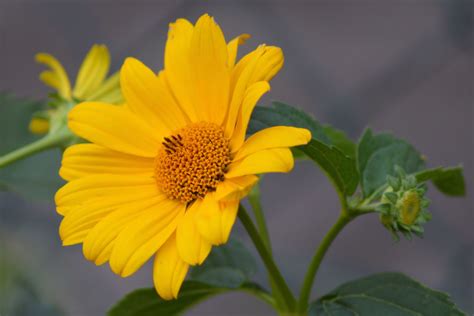 Gambar Alam Mekar Menanam Daun Bunga Berkembang Botani Flora