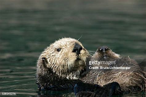 29 Otter Island Alaska Stock Photos High Res Pictures And Images