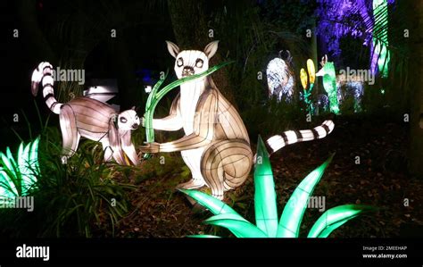 Los Angeles, California, USA 22nd January 2023 Lemurs at Zoo Lights ...