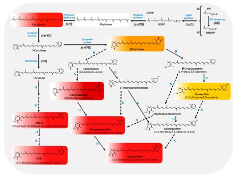 Astaxanthin Biosynthesis Pathway