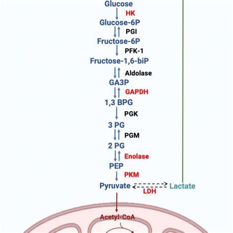 Schematic Representation Of The Glycolytic Pathway And Glycolytic