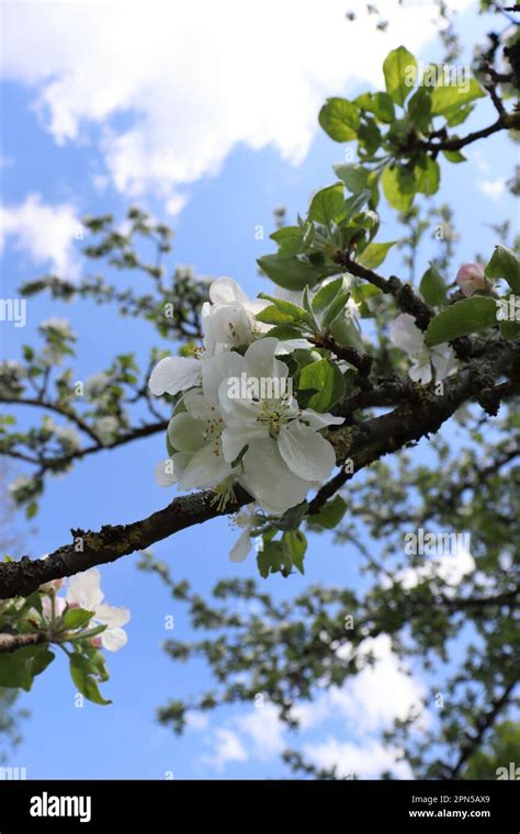 Spring in Bavaria, Germany Stock Photo - Alamy