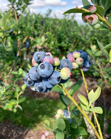 Say Hello To Florida Berry Season - Vista Cay Resort