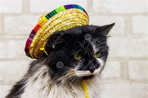 Portrait Of Beautiful Cat Wearing Sombrero Hat Stock Photo Image Of