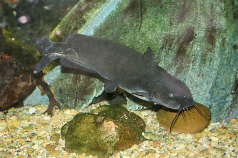 Channel Catfish Fish Of The Detroit River Ojibway Prairie Bioblitz