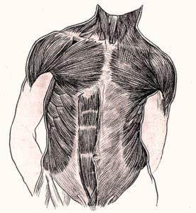 Human Anatomy Muscles Image - Graph Diagram