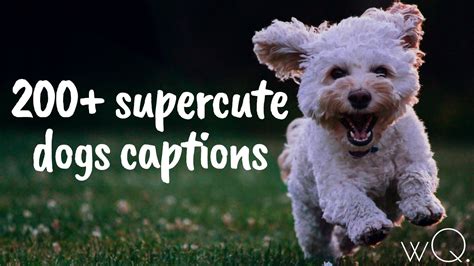 The Best Collection Of Super Cute Dogs Captions For Instagram Pictures