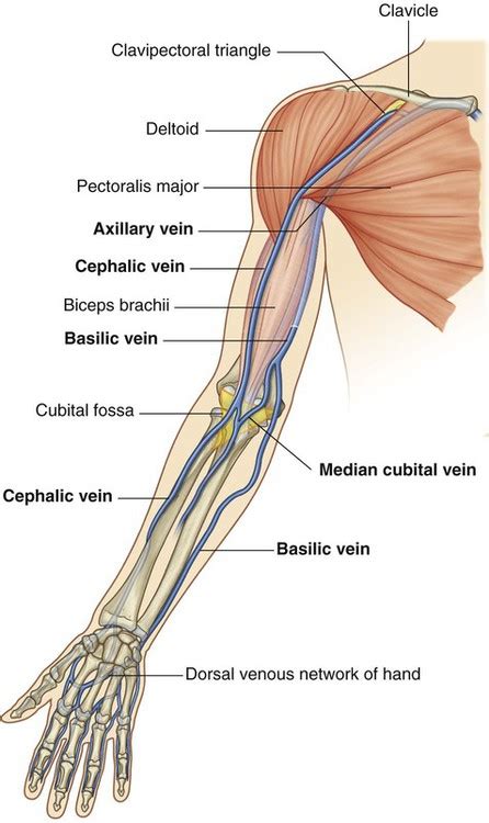 Upper Limb Veins Anatomy