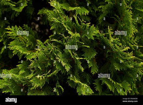 Ornamental Shrubs Wall Shrubs Green Background Bush Stock Photo Alamy