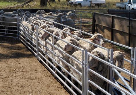 Sheep Yards And Lead Up Systems Hurdles Pens Peak Hill Industries