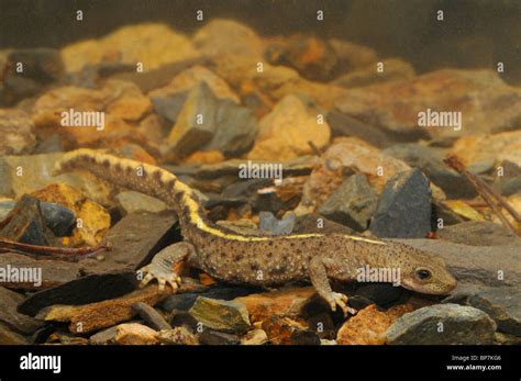 Euproctus asper fotografías e imágenes de alta resolución Alamy