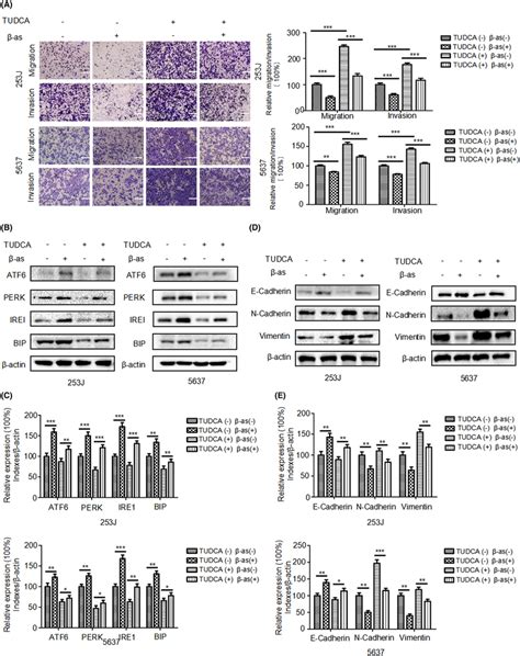 β‐asarone β‐as Suppresses Migration Invasion And Download