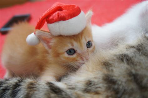 Xv Bazar De Natal Da Adote Um Gatinho Acontece Neste M S