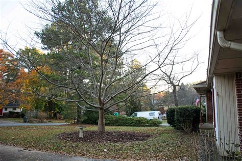 Yoshino Cherry Repairing Root Damage Walter Reeves The Georgia