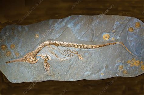 Ichthyosaur Fossil Stock Image C0285935 Science Photo Library