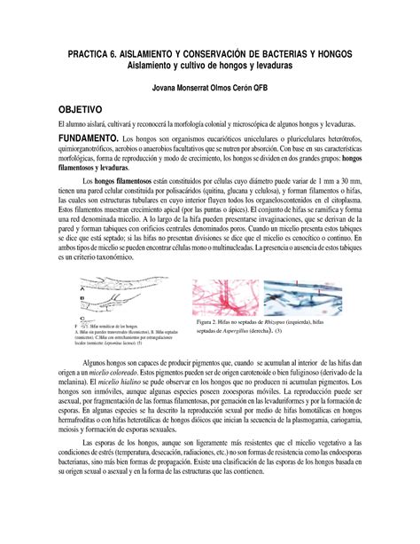 Practica Practica Aislamiento Y Conservaci N De Bacterias Y