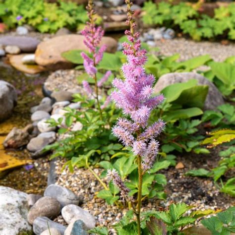 Chinesische Prachtspiere Pumila Astilbe Chinensis Pumila