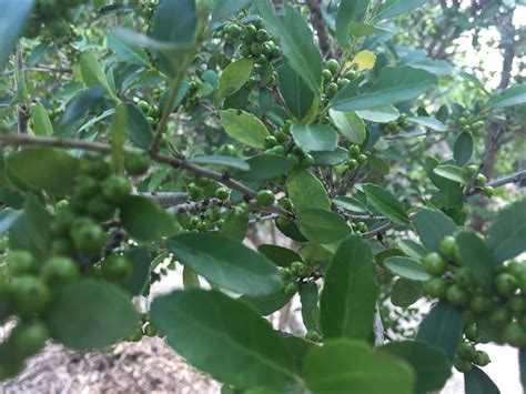 Yaupon Holly | Southwest Nursery | Wholesale Landscaping Supplies ...