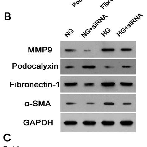 Mrna And Protein Expression Levels Of Mmp Sma Podocalyxin And