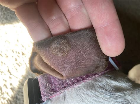 Ringworm In Dogs Ears