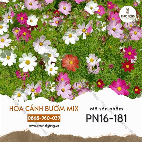 Hạt Giống Hoa Cánh Bướm Mix Gói 200 Hạt Phúc An Nông