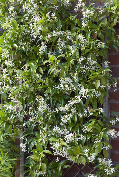 16 Fast Growing Vines To Add To Your Yard This Season Climbing Flowering Vines Climbing