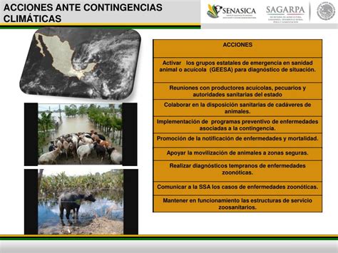 Ppt Dispositivo Nacional De Emergencia En Sanidad Acu Cola Dinesa