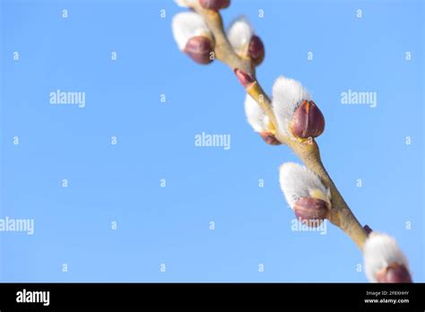 Beautiful Pussy Willow Buds Flowers And Branches Seasonal Forest Blooming Spring Vegetation