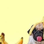 Banana pug Meme Generator - Imgflip