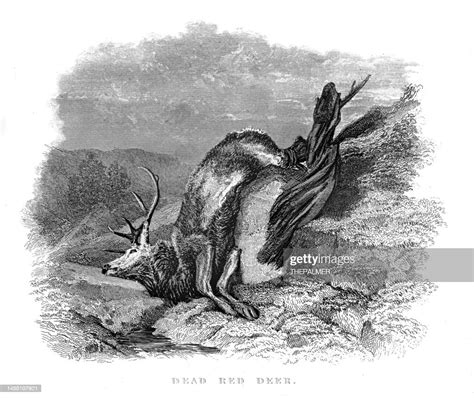 Dead Red Deer Illustration Engraving 1853 High-Res Vector Graphic ...