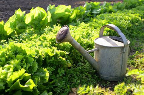 Potager Facile Et Sans Traitement La Culture Bio