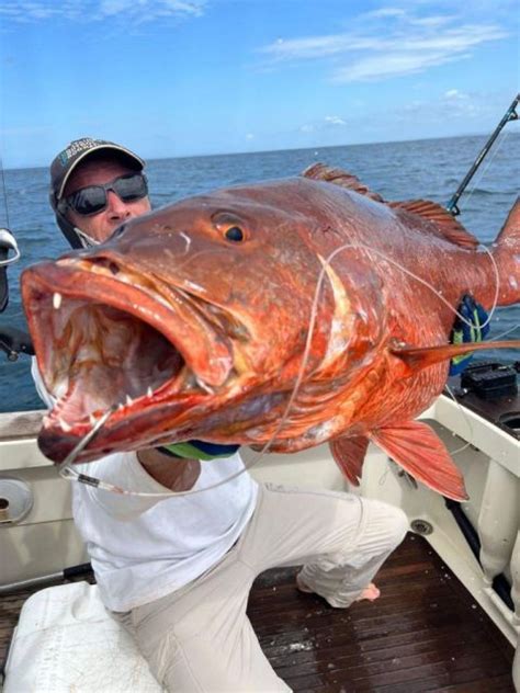 Panamá Pesca en alta mar GetYourGuide