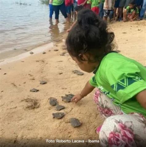 Ibama realiza soltura de 1 1 milhão de filhotes de quelônios no rio