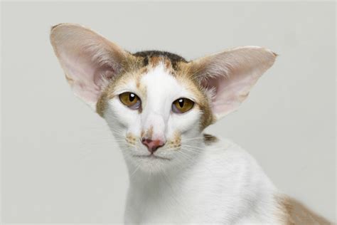 Oriental Shorthair Cat