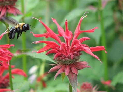 Carpenter Bee On Bee Balm Amy Woodward Flickr