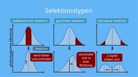 Selektion einfach erklärt Selektionsarten mit Video